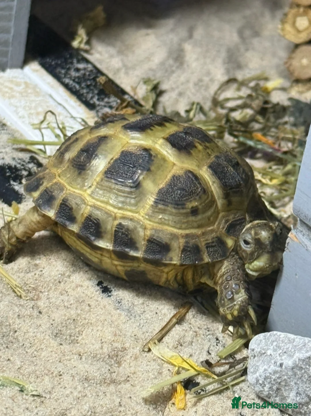 Tortoise reptiles for sale: 3 Horsfield Tortoise  in Stockport - Advert 4