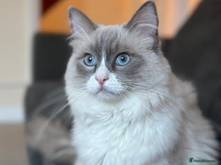 Ragdoll cats in Taunton - Advert 3