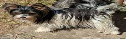 Yorkshire Terrier dogs for sale: Rare Biewer Yorkie puppies\Pedigree  - Advert 25