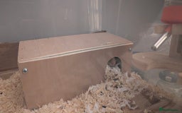 Hamster rodents for sale: Syrian Hamster with secure enclosure  - Advert 3