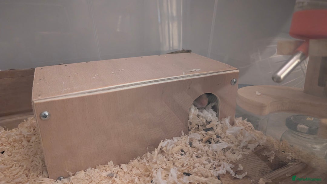 Hamster rodents for sale: Syrian Hamster with secure enclosure  - Advert 3