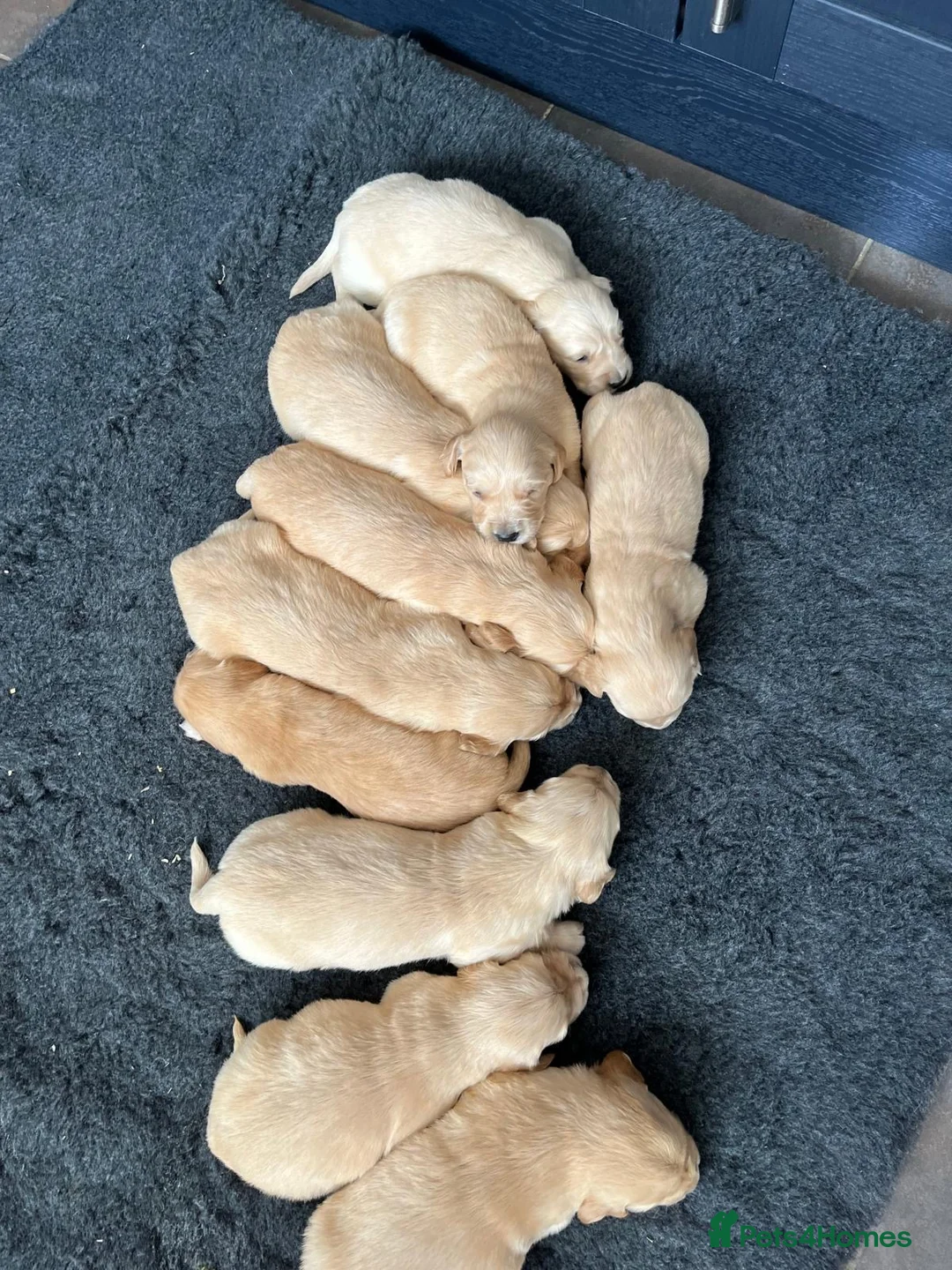 Golden Retriever dogs for sale: Kennel Club Health Tested Golden Retriever Puppies - Advert 9