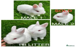 Netherland Dwarf rabbits for sale: Netherland Dwarf Rabbits For Sale. - Image 1