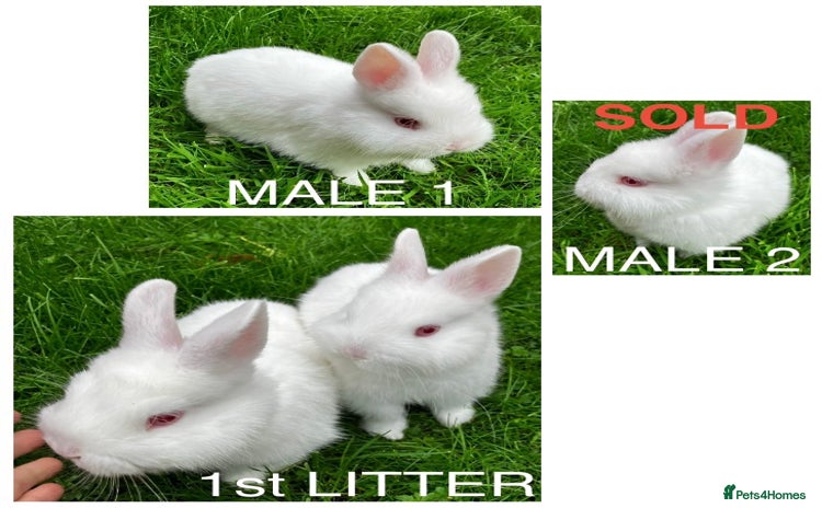 Netherland Dwarf rabbits - Advert 1