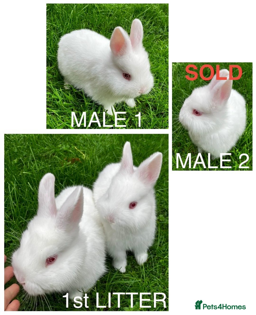 Netherland Dwarf rabbits for sale: Netherland Dwarf Rabbits For Sale. - Image 1