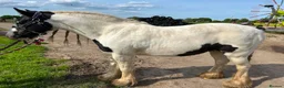 Irish Cob horses for sale: Pebbles  in Jarrow - Advert 2