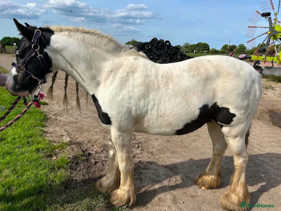 Irish Cob horses for sale: Pebbles  in Jarrow - Advert 2