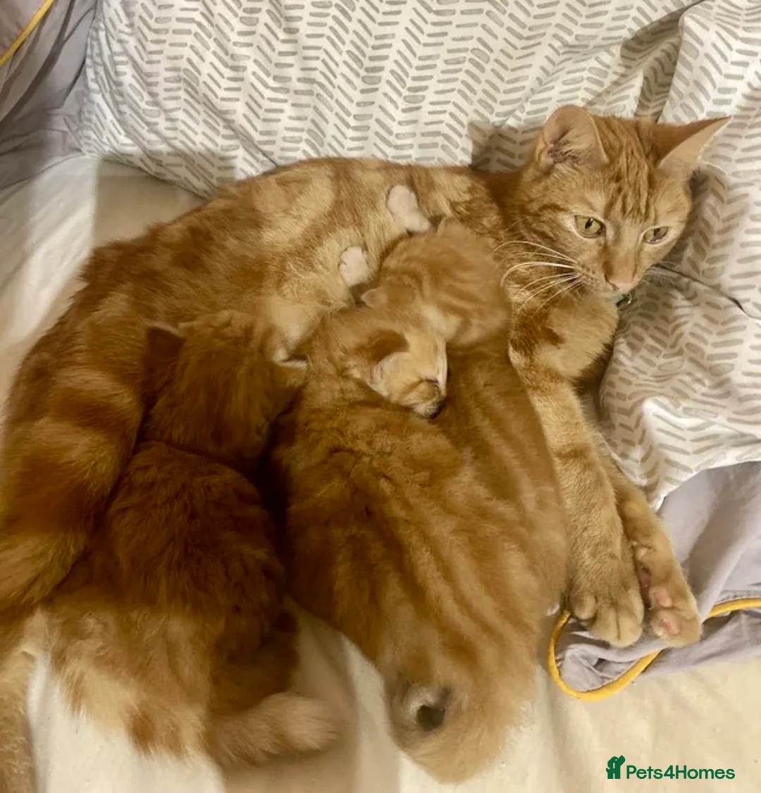 Mixed Breed cats for sale: Gorgeous ginger kittens  - Advert 3