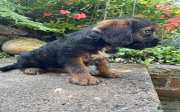 Mixed Breed dogs for sale: ❤️Beautiful Border Terrier cross puppies for sale. - Image 13