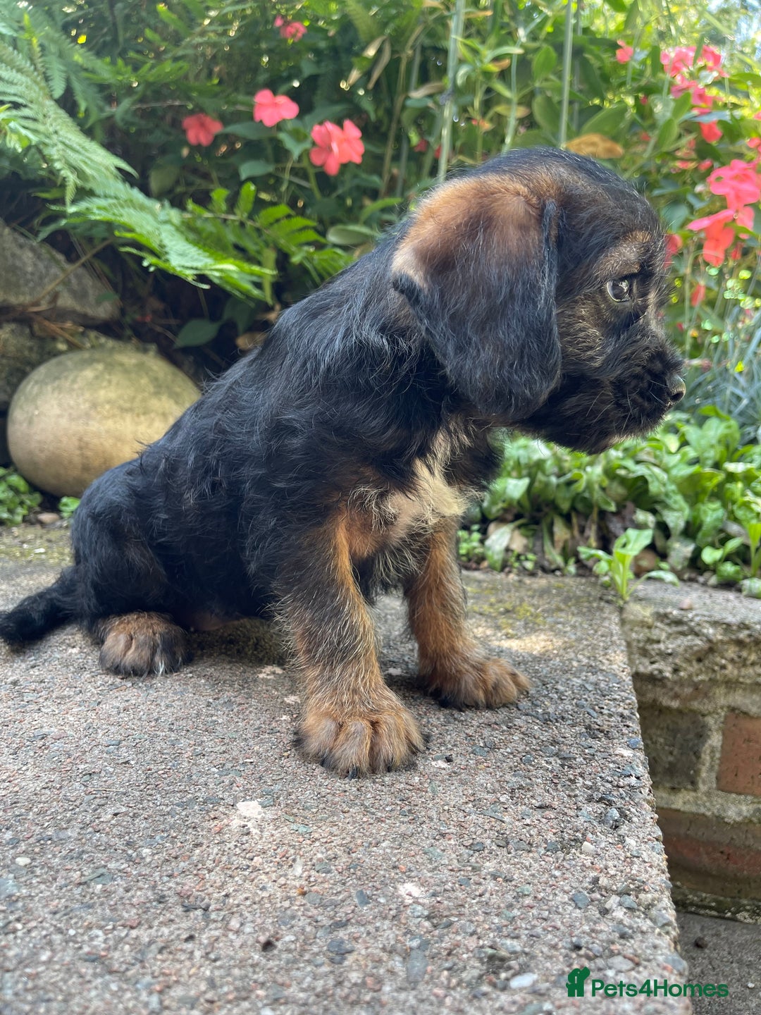 Mixed Breed dogs for sale: ❤️Beautiful Border Terrier cross puppies for sale. - Image 13