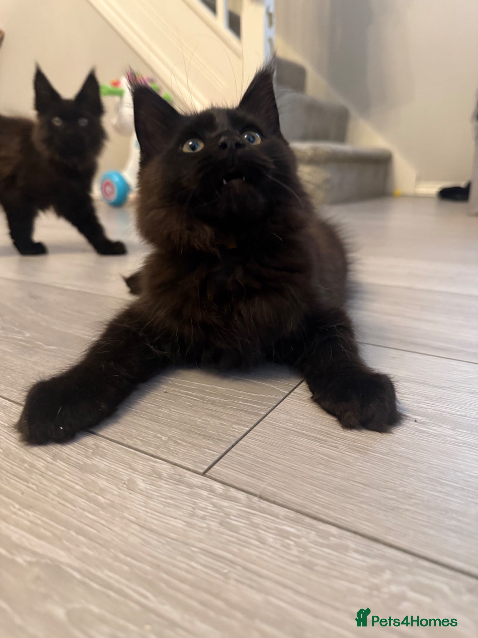 Maine Coon cats Beautiful Maine Coon Kittens  - Advert 2