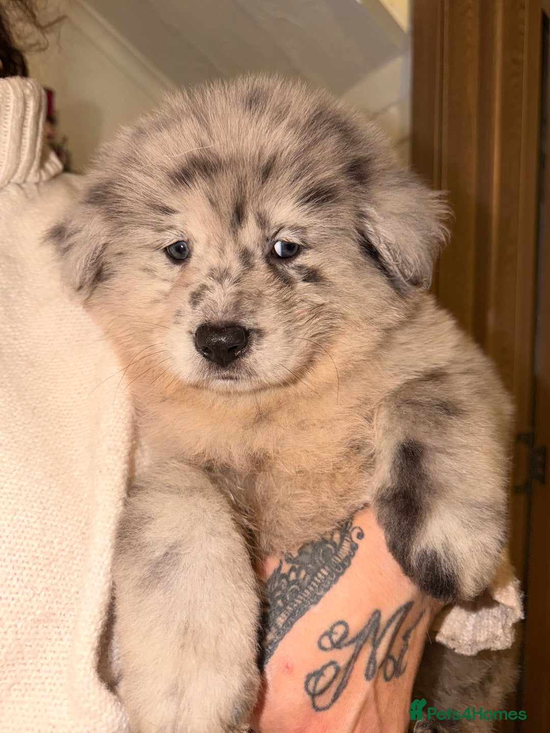 Mixed Breed dogs for sale: 🧸CHOW SHEPHERDS🧸 little bears ready now! - Advert 17