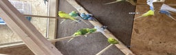 Budgerigars birds for sale: 30 adults budgies  - Advert 3