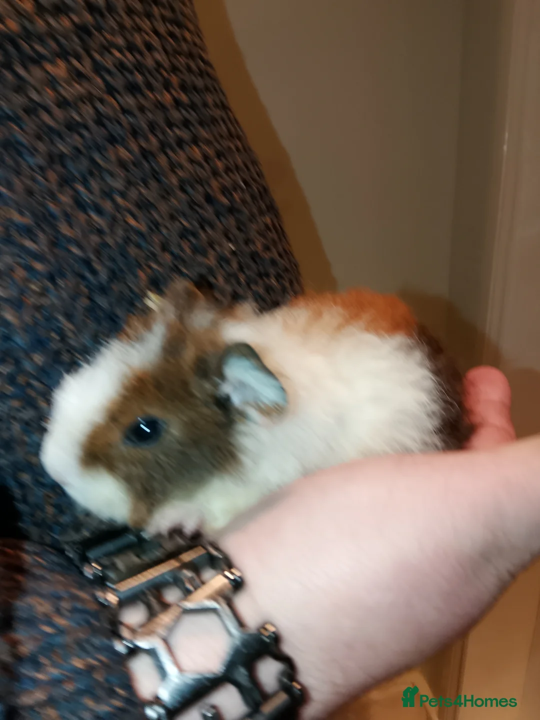 Guinea Pig rodents for sale: Beautiful friendly baby guinea pig  - Advert 1
