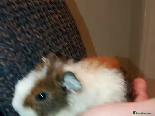 Guinea Pig rodents Beautiful friendly baby guinea pig - Advert 1