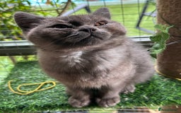British Shorthair cats for sale: GORGEOUS BSH KITTENS in Oldham - Image 6