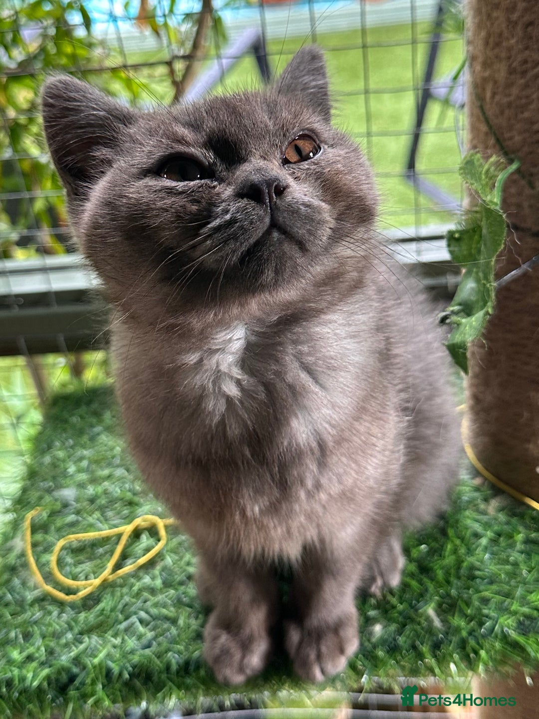 British Shorthair cats for sale: GORGEOUS BSH KITTENS in Oldham - Image 6