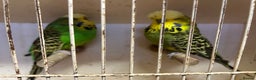 Budgerigars birds for sale: Budgies for Sale, all in good health  - Advert 14