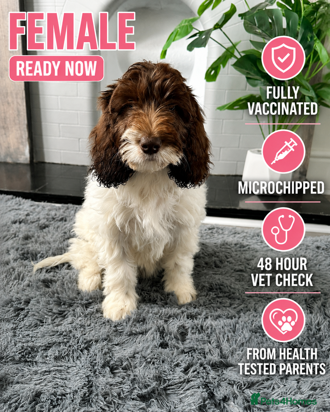Australian Labradoodle dogs Australian labradoodle last 2 reduced ready now  - Advert 6