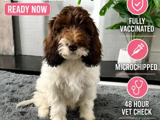 Australian Labradoodle dogs Australian labradoodle last 2 reduced ready now - Advert 6