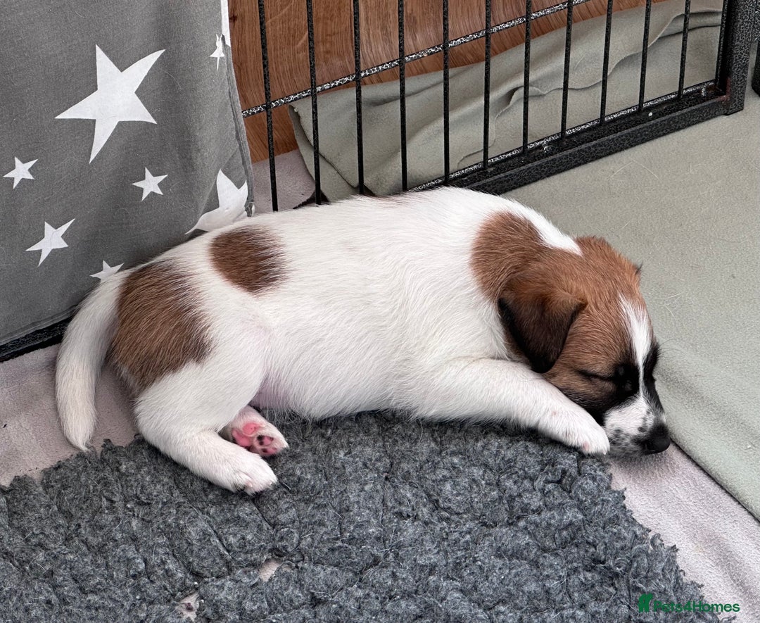 Fox Terrier dogs for sale: Quality smooth fox terrier puppies in Chesterfield - Image 6