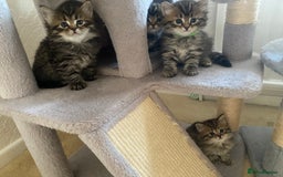 Bengal cats for sale: ‼️ RESERVED  ‼️Bengal x Persian  - Image 4
