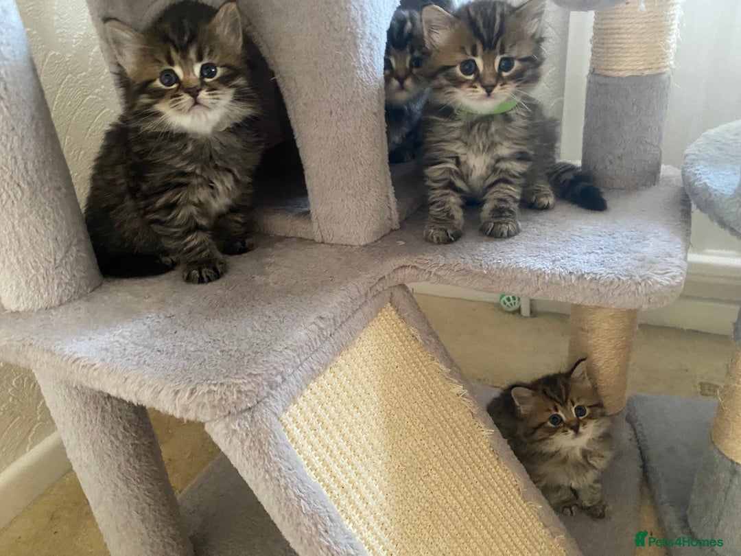 Bengal cats for sale: ‼️ RESERVED  ‼️Bengal x Persian  - Image 4