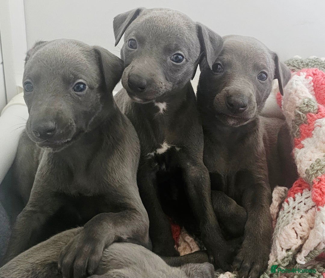 Whippet dogs for sale: KC Registered Blue Laguna Whippets - Image 22