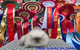 Lionhead rabbits for sale: Purebred Lionhead babies available  - Image 10