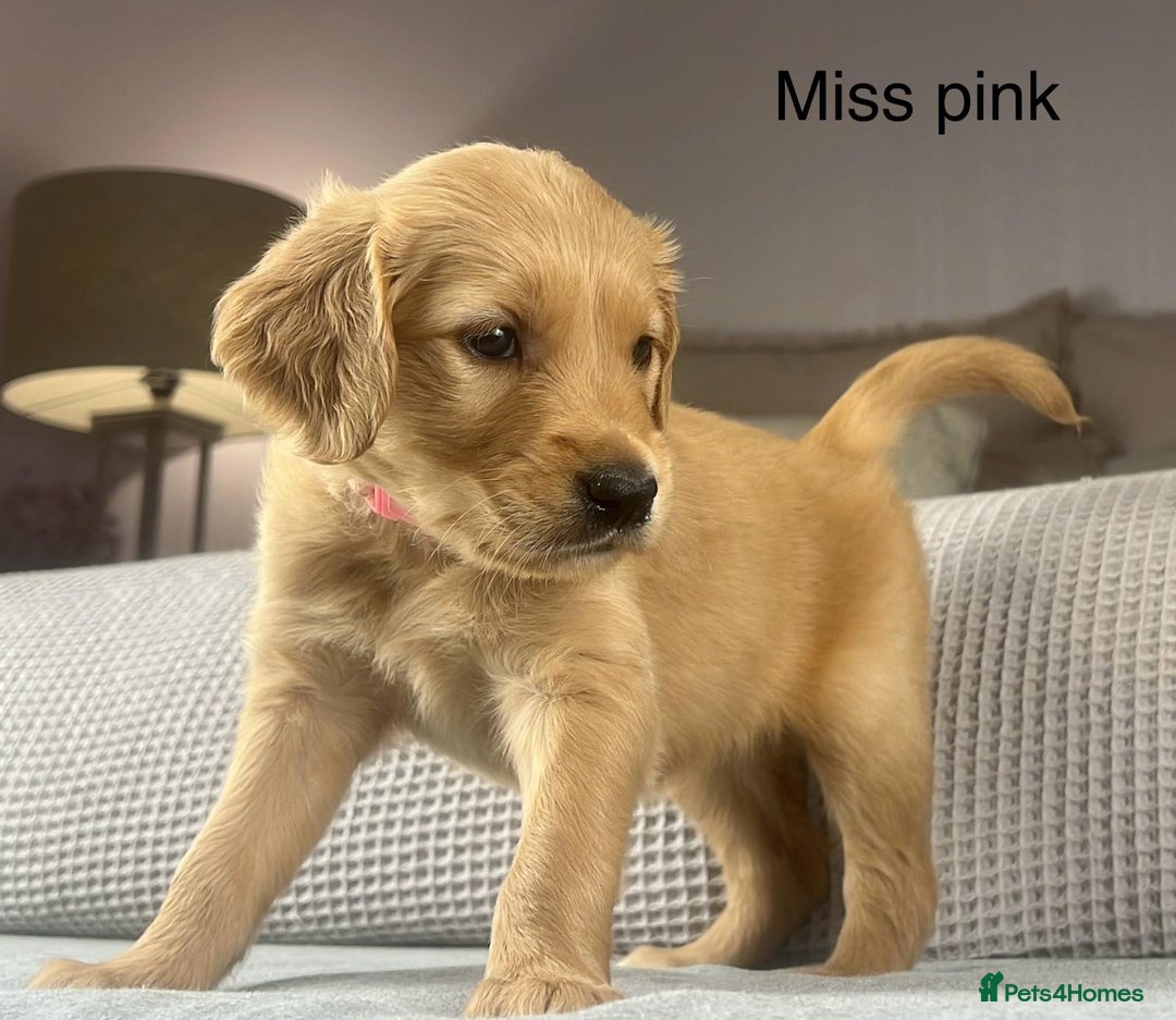 Golden Retriever dogs for sale: KC GOLDENS FROM HIP ELBOW DNA GOOD LINEAGE - Advert 26