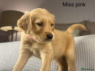 Golden Retriever dogs KC GOLDENS FROM HIP ELBOW DNA GOOD LINEAGE - Advert 1