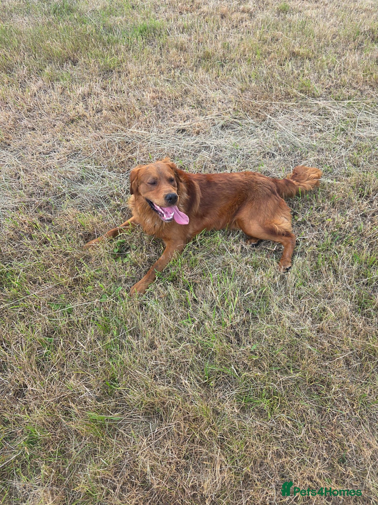 Golden Retriever dogs Kc registered dark red stud dog  - Advert 2