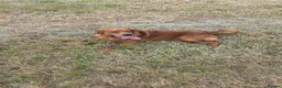 Golden Retriever dogs for stud: Kc registered dark red stud dog  - Advert 2