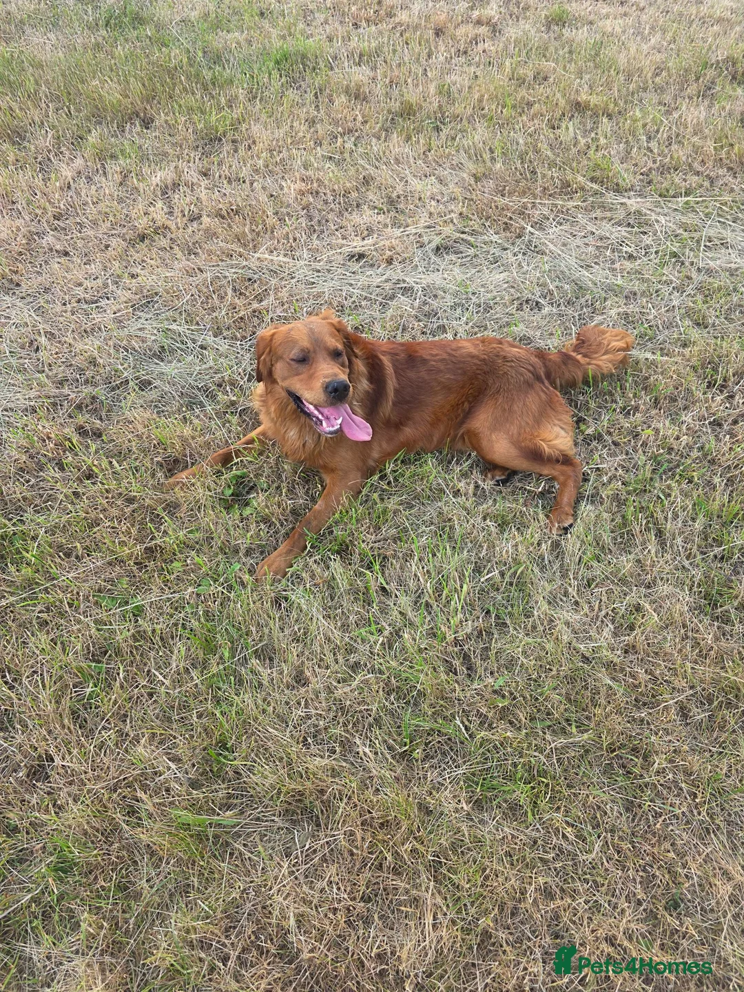 Golden Retriever dogs for stud: Kc registered dark red stud dog  - Advert 2