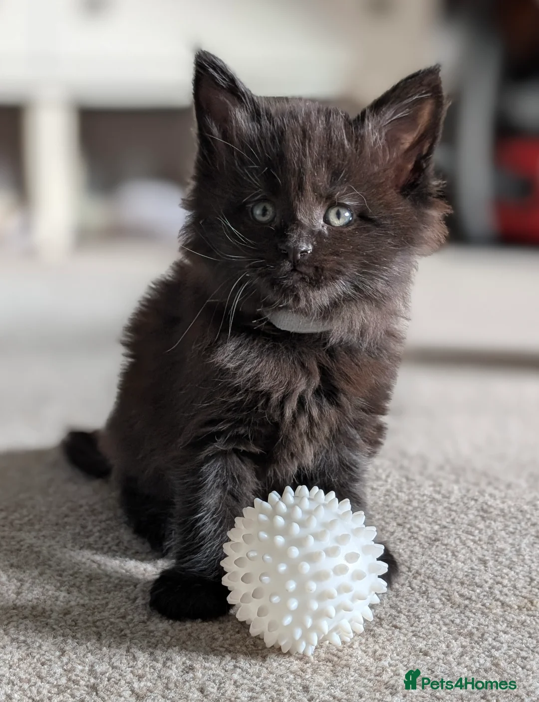 Maine Coon cats for sale: Little balls of fur looking for their new home - Advert 7