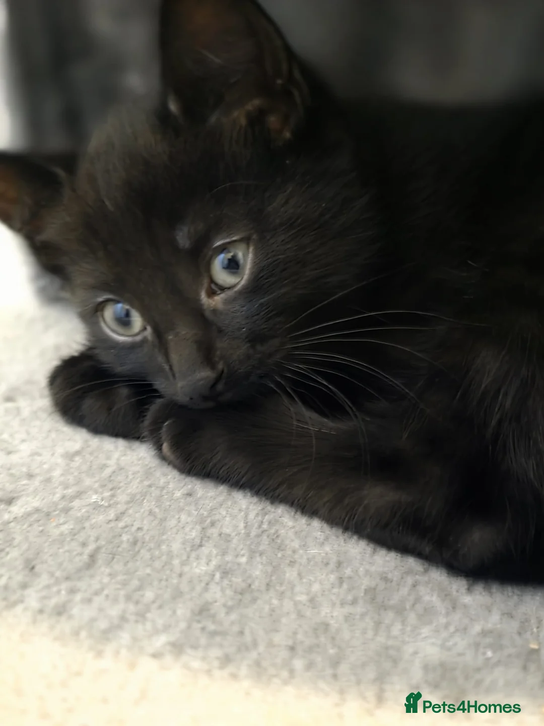 Mixed Breed cats for sale: 2 male kittens for sale (sold as pair)  - Advert 3