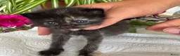 Mixed Breed cats for sale: Fluffy Long Haired Kittens - Ready 15 August in Plymouth - Advert 4