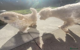 Maltipoo dogs for sale: Toy maltipoo  - Image 4