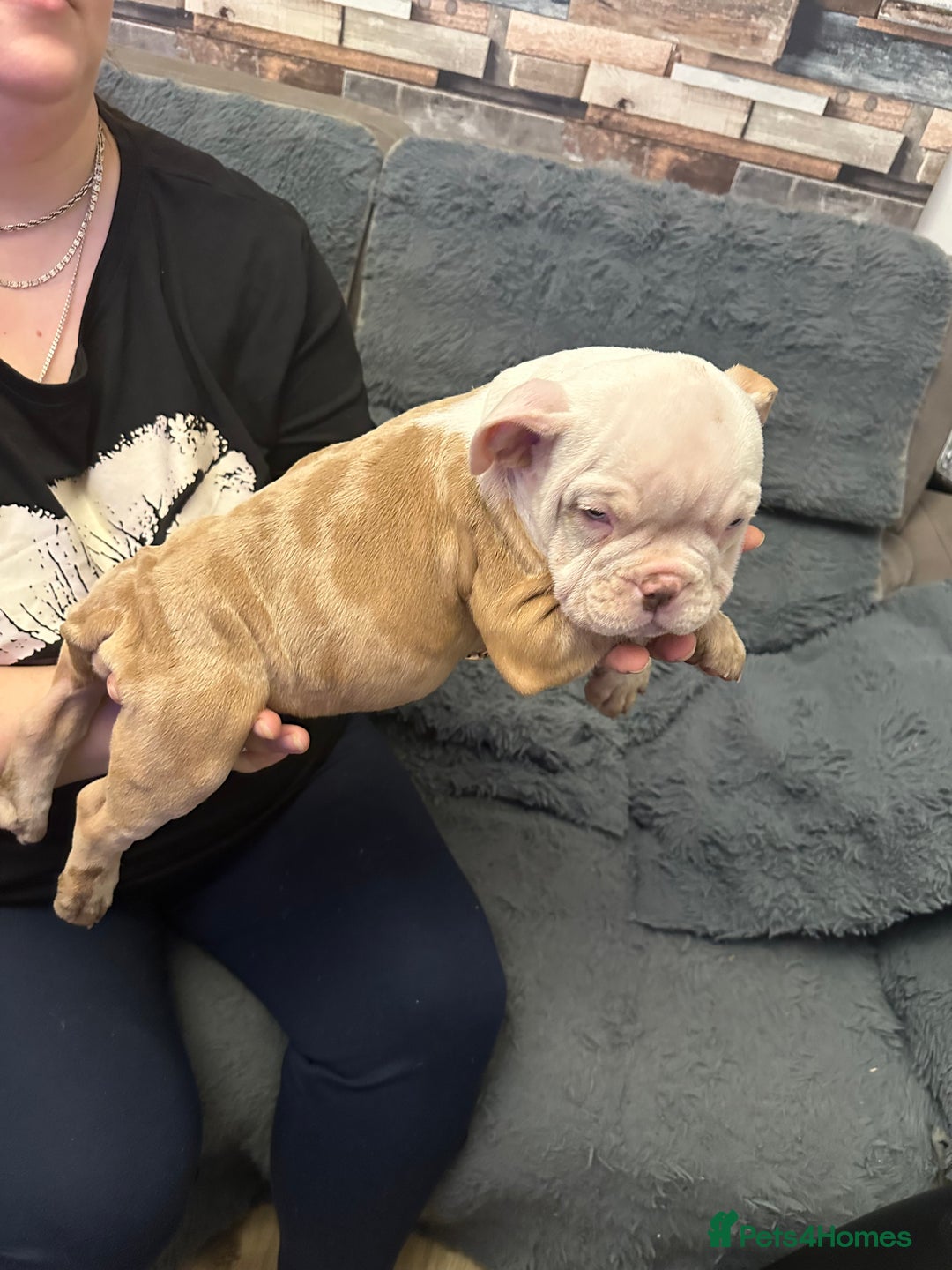 American Bully dogs for sale: ABKC REGISTERED Pocket Exotic/Extreme Bully PUPS! - Advert 15