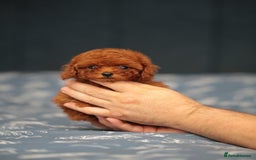 Toy Poodle dogs for sale: ASIAN TOY POODLE PUPPIES - Image 9