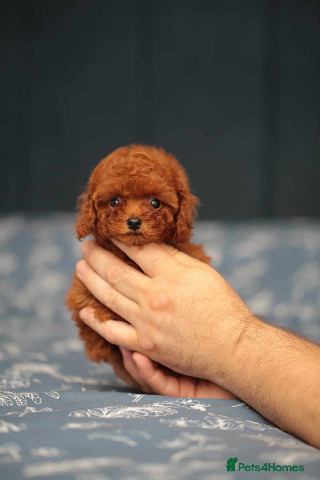 Toy Poodle dogs for sale: ASIAN TOY POODLE PUPPIES - Image 9