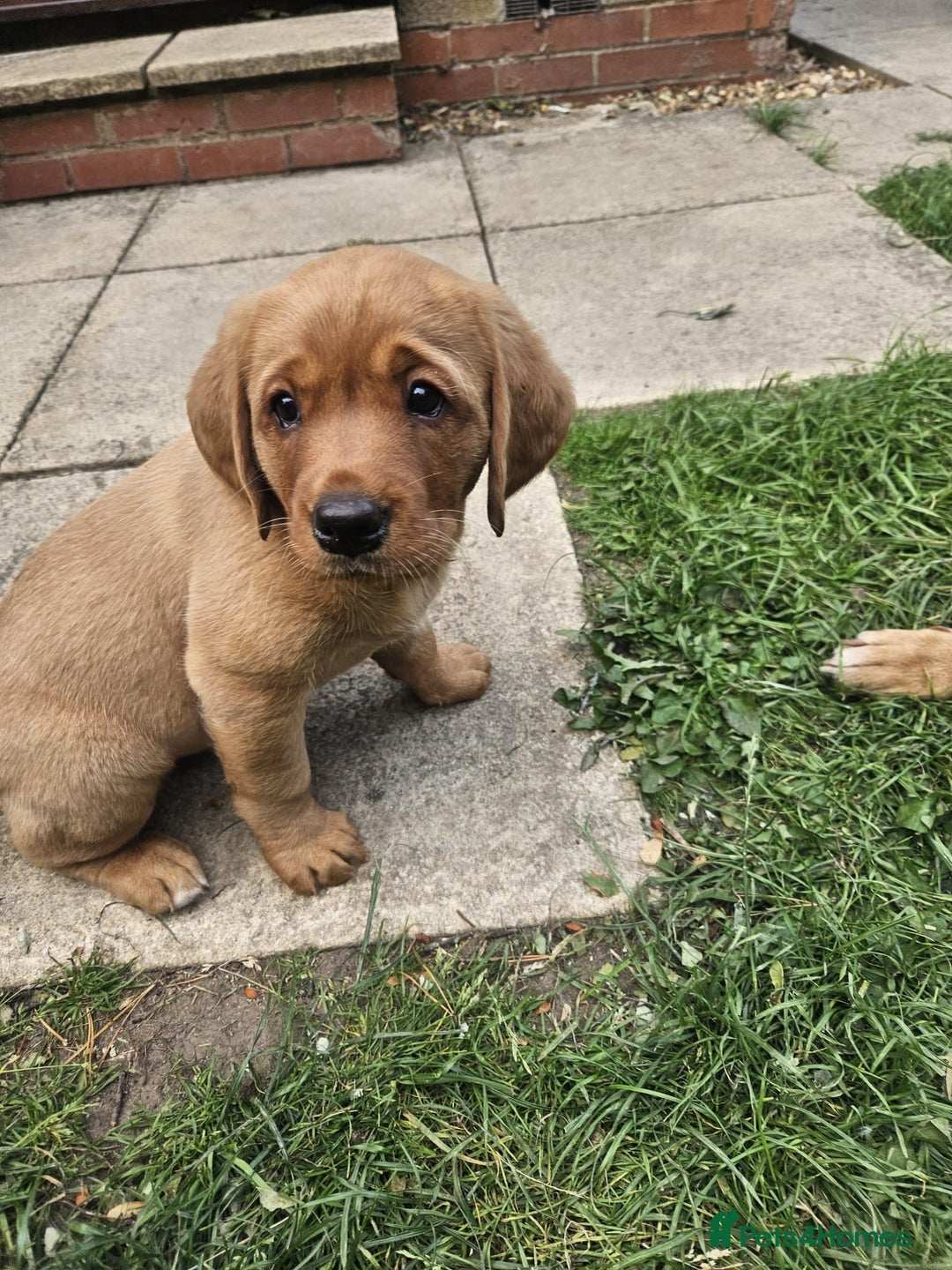 Goldador dogs for sale: Fox red lab x fox red retriever pups READY NOW - Image 12