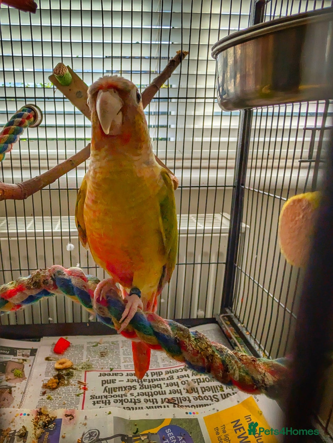 Conures birds for sale: Male conure for sale  - Image 2