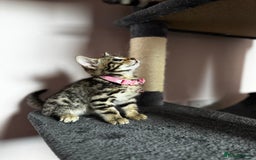 Bengal cats for sale: 🐆✨[REDUCED TO CLEAR!!] LAST THREE PURE BENGAL’S❤️ - Image 31