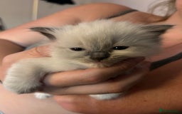 Ragdoll cats for sale: Rag doll kittens for sale 2 boys 1 girl  - Image 5