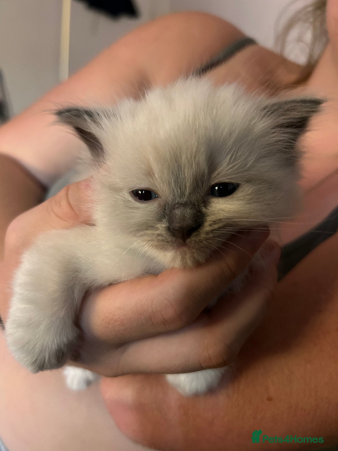 Ragdoll cats for sale: Rag doll kittens for sale 2 boys 1 girl  - Image 5