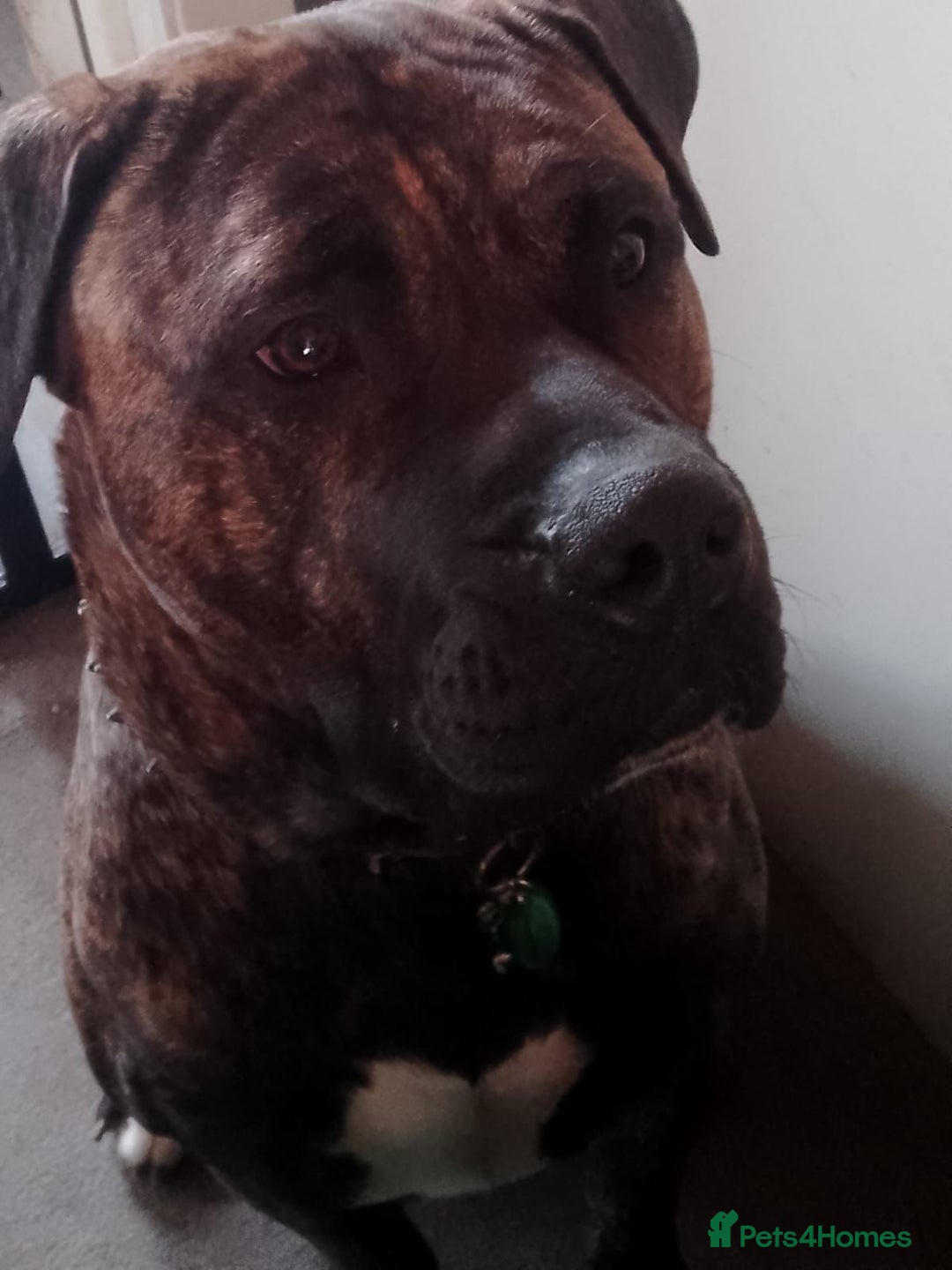 Cane Corso dogs for sale: Beautiful rare cane corso with white legs  - Advert 2