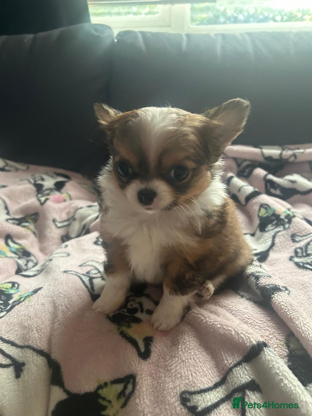 Chihuahua dogs for sale: 🌟Chihuahua Boy Ready for a Forever Loving Home🌟 - Advert 10