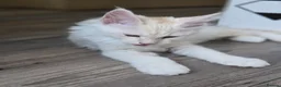 Maine Coon cats for sale: Ready now TICA registered Maine Coon kitten's - Advert 9