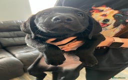 Labrador Retriever dogs for sale: Kc Labradors working line Bred for assistance work - Image 9